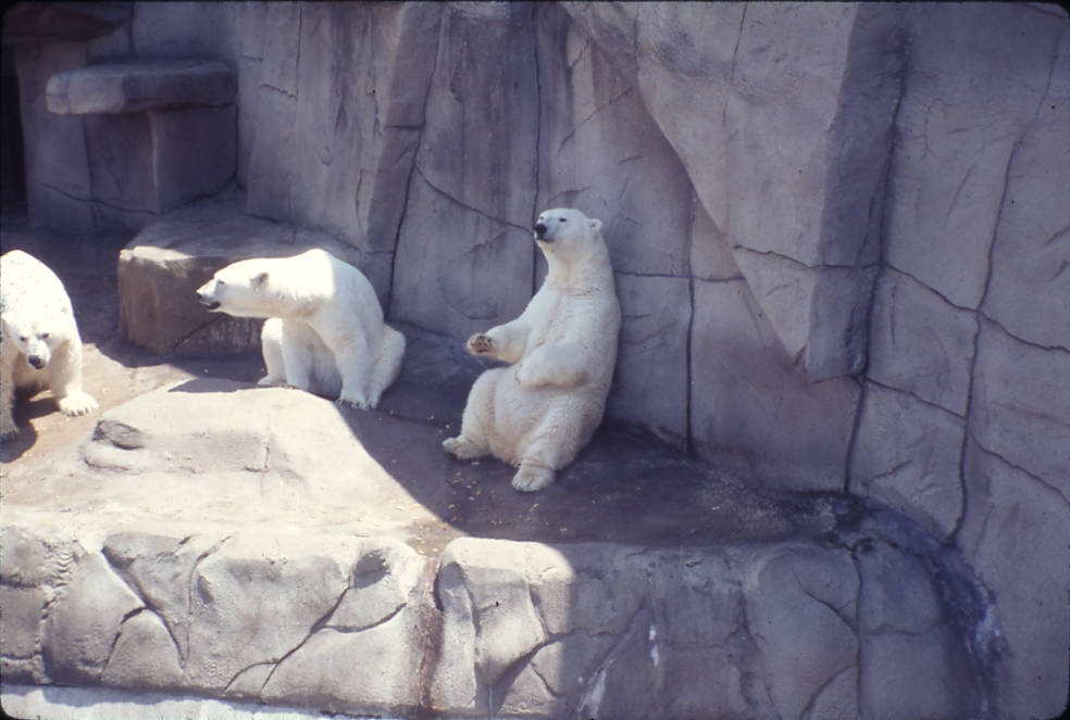 These polar bears at the Toledo Zoo hope you'll vote for the founding of the Toledo Zoological Gardens in 1900. Via Ohio Memory. 