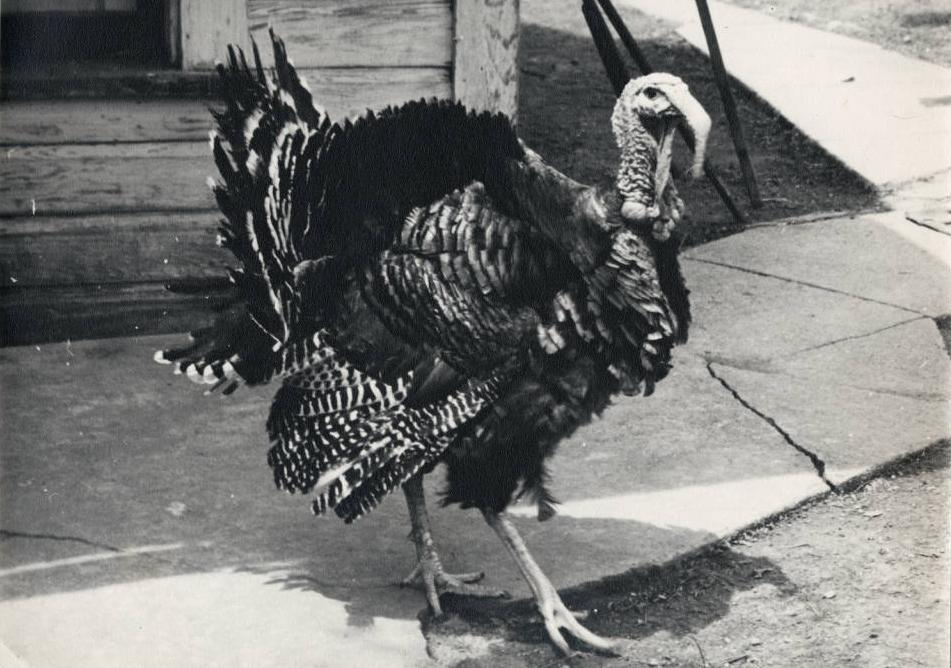Photograph titled "Turkey scene," taken in Dennison, Ohio, as part of the Ohio Guide Collection on Ohio Memory.