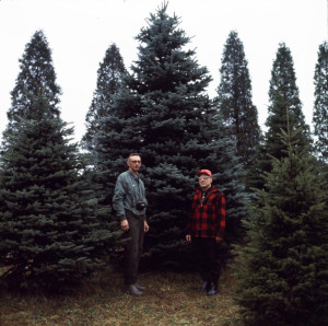 Selection of the 1967 White House Christmas tree in Portage County, via Ohio Memory.