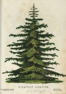 "Norway Spruce," a plate from "The Specimen Book of Fruits, Flowers, and Ornamental Trees" via Ohio Memory. 
