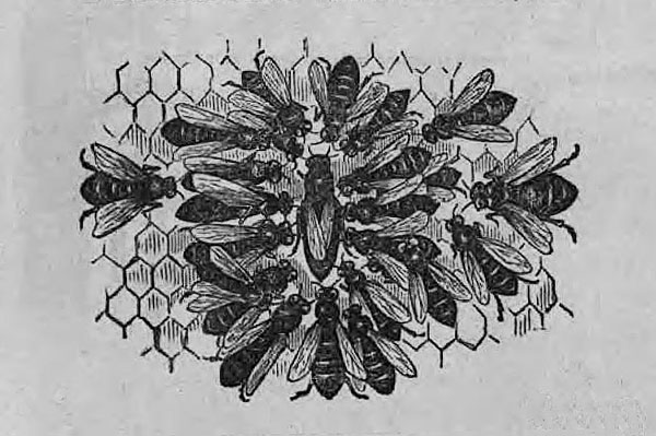 Illustration from the title page of "A Practical Treatise on the Hive and Honey-Bee," courtesy of the State Library of Ohio Rare Books Collection on Ohio Memory.