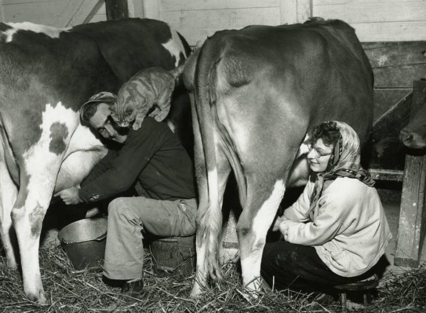 Couple milking dairy cows in Wooster, Ohio, 1952. Via Ohio Memory.