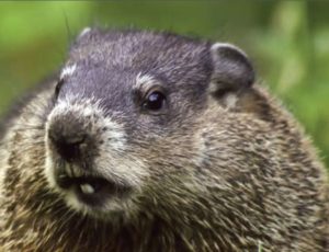 groundhog day in ohio 2025