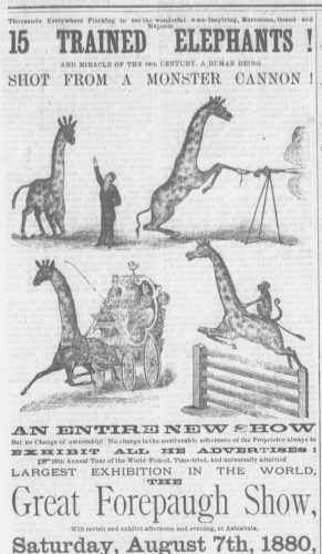 Weird Animals in Newspapers and How to Find Them