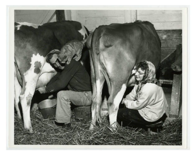 Couple milking dairy cows