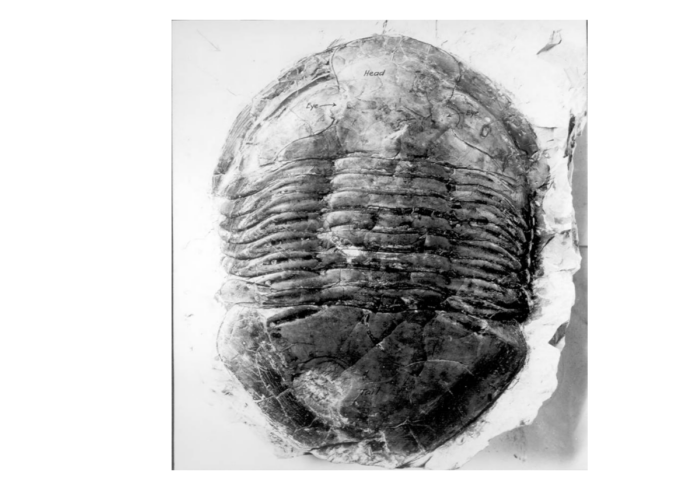 Rock Out! FossilHunting in Ohio