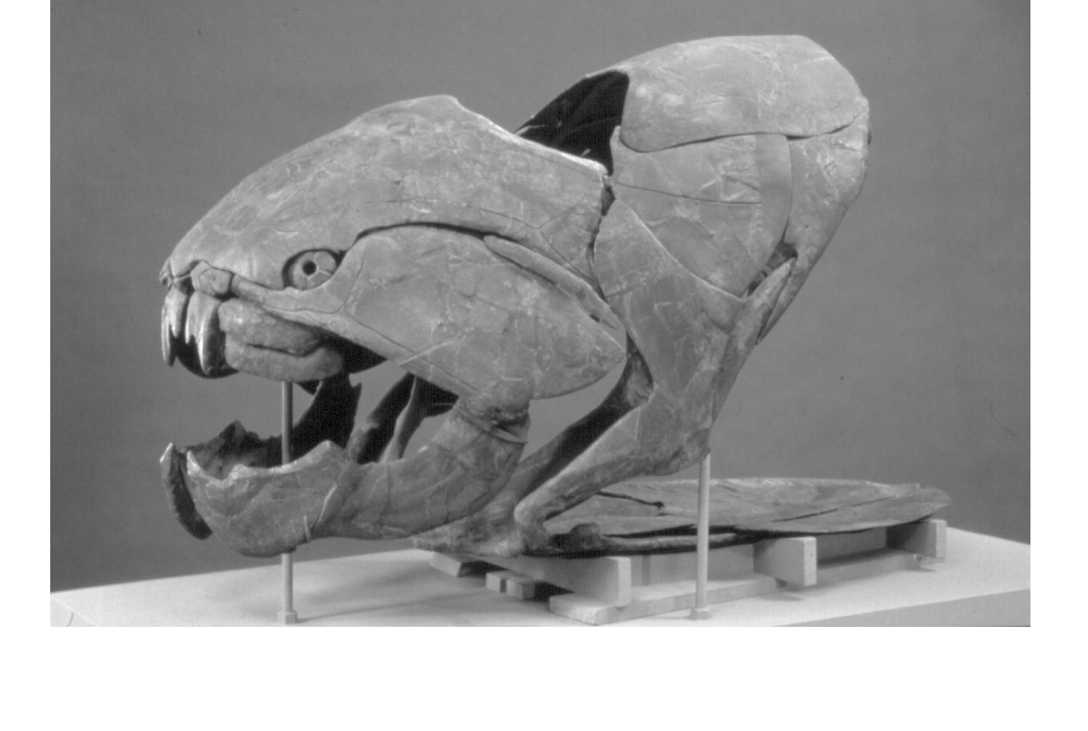 Rock Out! FossilHunting in Ohio