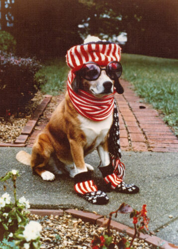 A brown and white dog wearing sunglasses and stars and stripes hat, scarf, and socks.